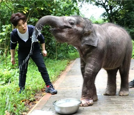 指尖一点，雨林大象食堂诞生！魔域公益玩法引央媒聚焦