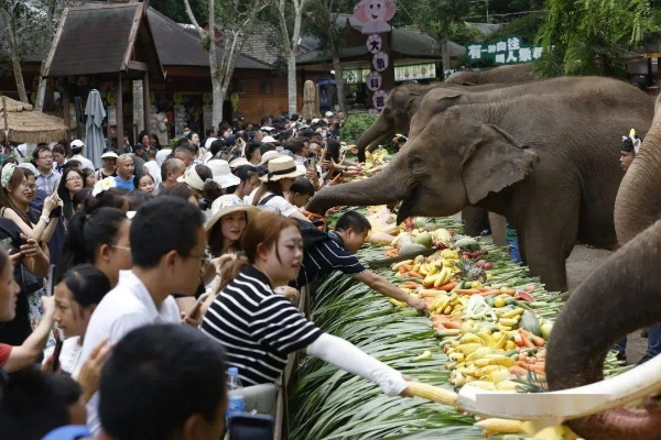 指尖一点，雨林大象食堂诞生！魔域公益玩法引央媒聚焦