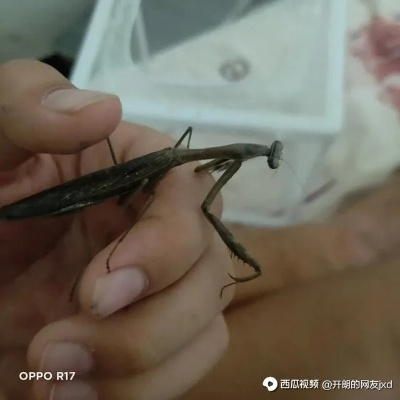 男子误杀邻居宠物螳螂赔偿400元，专家提醒：养异宠需谨慎