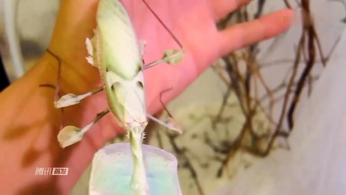 男子误杀邻居宠物螳螂赔偿400元，专家提醒：养异宠需谨慎