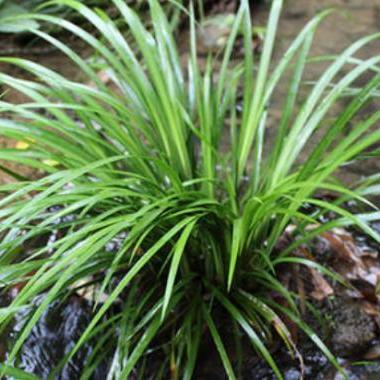 《黑神话》四妹溪边幽香图曝光，绝美风景引玩家热议