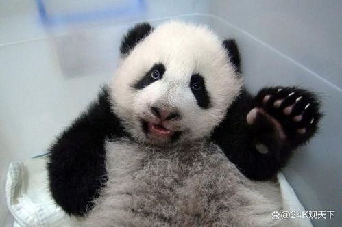 大熊猫爽爽离世：日本旅居熊猫，相当于百岁高龄仙逝