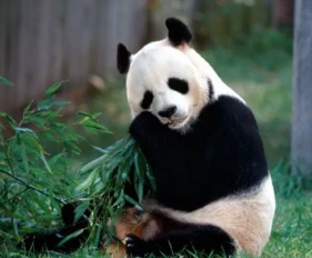 大熊猫爽爽离世：日本旅居熊猫，相当于百岁高龄仙逝