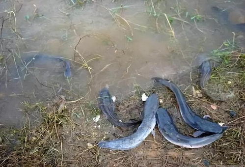 《帕鲁趴趴鲶捕捉攻略：隐藏抓捕点大揭秘》