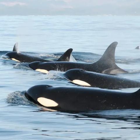 《死亡搁浅2》独家揭秘：高效化学品种植指南！