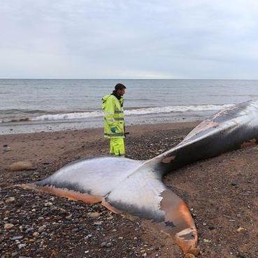 《死亡搁浅2》敌人标记技巧揭秘！高效识别攻略