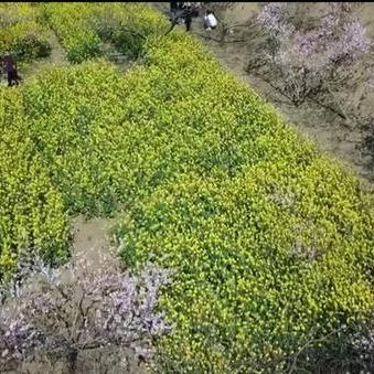 《2025版晴空之下：独家配队攻略，轻松上分》