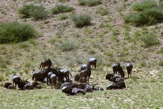 《帕鲁雷角马捕捉攻略：揭秘隐藏抓捕地点》