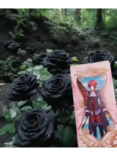 剑星黑玫瑰&天使玫瑰获取攻略：独家秘籍大揭秘