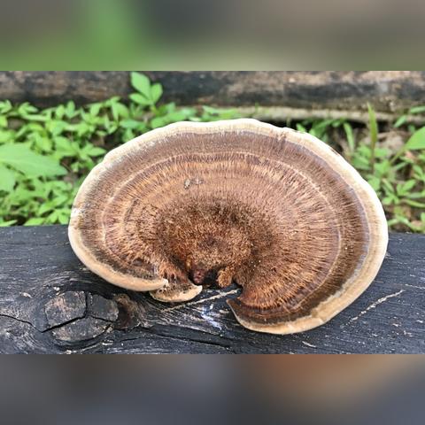 《Mycopunk》异星真菌砍伐冒险，组队探险Steam EA版热启！