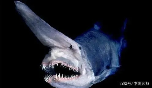 《惊悚深海：揭秘鲨鱼牙医的秘密》