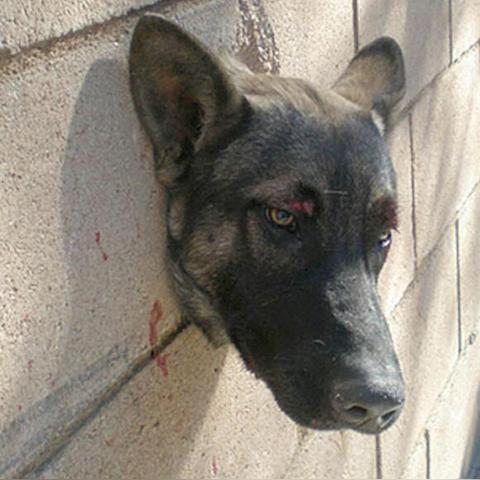 顽皮狗女主霸气回应：被质疑者必爱这款神作