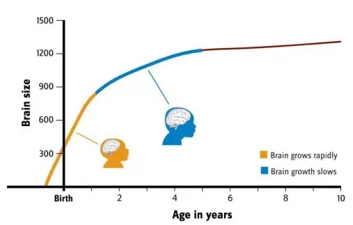 大脑年龄揭秘：器官年轻化，寿命大不同