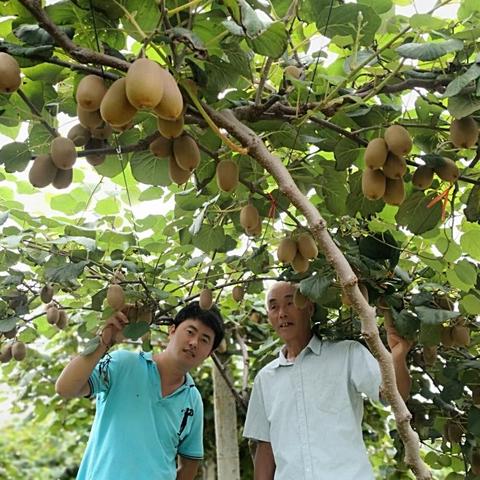 《圆滚滚致富奇遇：丑蛙池塘养成记》