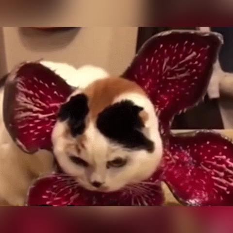 《生化危机》惊悚宠物大盘点：揭秘恐怖宠物瞬间！