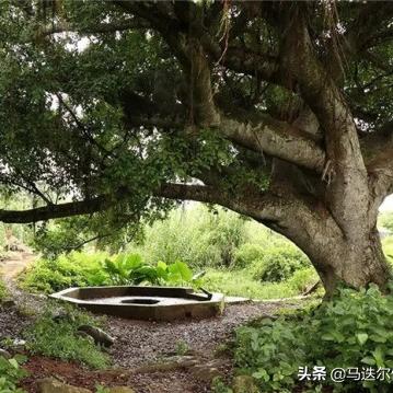 魔兽20周年狂欢！星光帝王翔龙重返战场