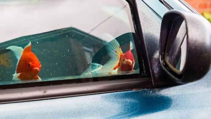 男子引擎盖养鱼被指非法改装，车衣奇观引关注