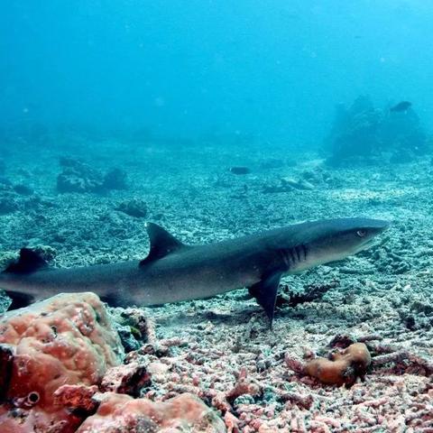 G胖日常揭秘：晨起办公潜水健身，玩家必看！