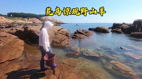 探索荒岛秘境：帕鲁东部岛屿收集攻略揭秘