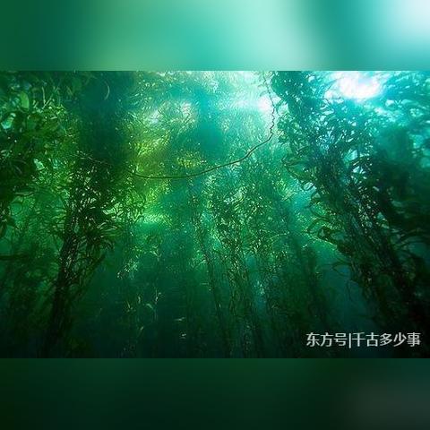 晴空之下新手池三选一，新手必看攻略！