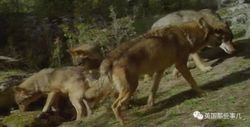 《羊蹄山》狼伙伴竟隐藏神秘转世之谜！