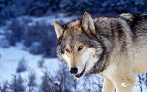 《羊蹄山》狼伙伴竟隐藏神秘转世之谜！