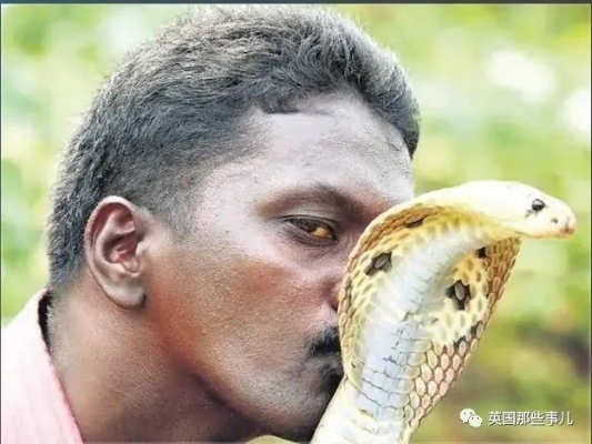 农夫蛇吻：印度英雄救蛇反被咬，生死奇遇！