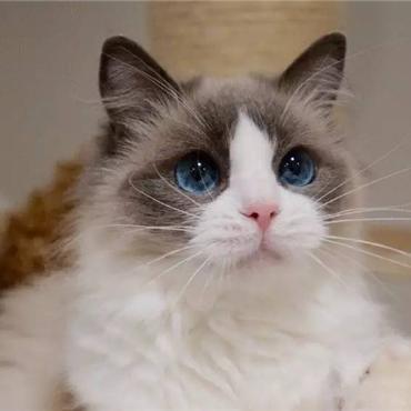 《猫猫钓游记》8月8日上线！桌面萌猫陪你畅游钓鱼世界