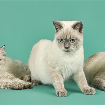 《猫猫钓游记》8月8日上线！桌面萌猫陪你畅游钓鱼世界