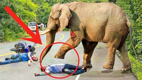 富豪CEO惨遭6吨重象踩！生死30秒惊魂瞬间