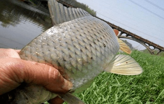 剑星超大型鱼钓鱼攻略：高效技巧揭秘