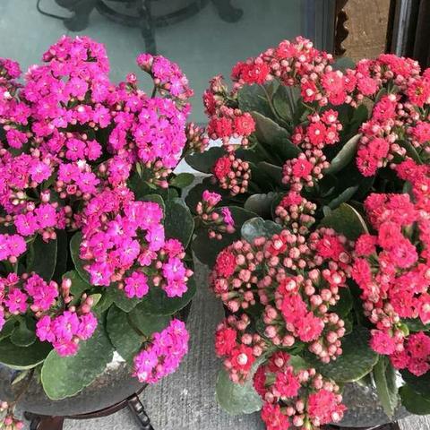 《植物大战僵尸：重植版》10月23日发售！独家前瞻揭秘