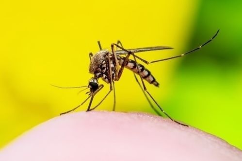 巴西惊现全球最大蚊子工厂！年产50亿蚊卵挑战极限