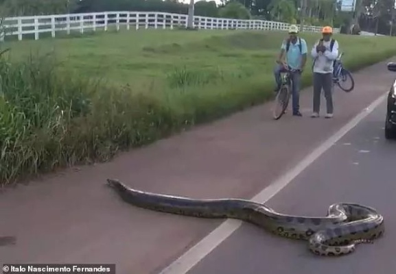 巴西网红街头巨蛇秀引争议：行为艺术还是炒作？