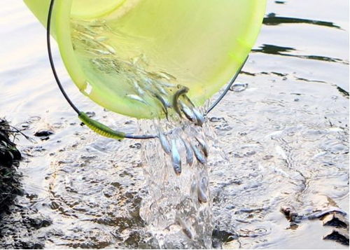 佛山灭蚊新招：5200条“灭蚊鱼”上岗，蚊卵幼虫不再是威胁