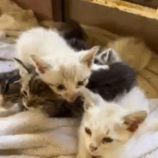 《地球上的罗伯特》Steam首测倒计时！沉浸式农场经营体验即将开启