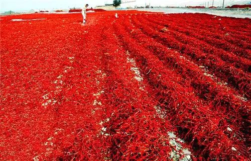 《长征：锦鹃万里红》先导PV曝光，沉浸式体验红色征程