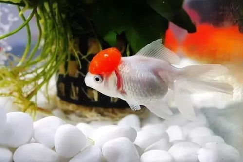 剑星鱼种大盘点：揭秘热门鱼种及玩家喜好