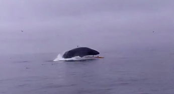 《亚洲渣男卷土重来！日本海啸动态图惊现神秘复出》