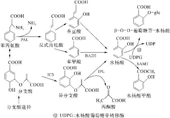 《中国科学家破译水杨酸合成密码，教科书新篇章！》