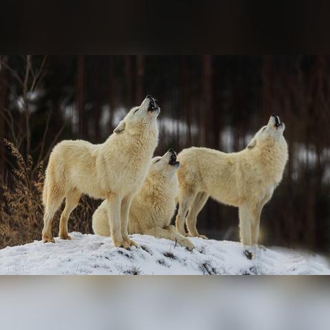 《饿狼传说：群狼之城》狂欢折扣！40%优惠，仅需160元！