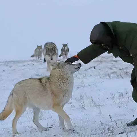 《饿狼传说：群狼之城》狂欢折扣！40%优惠，仅需160元！
