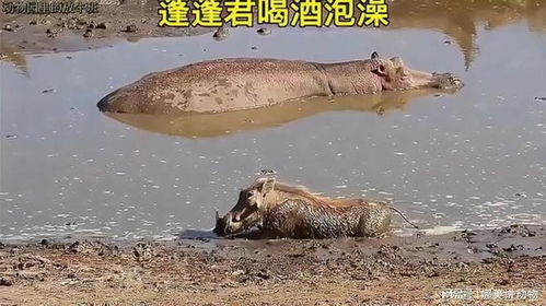 《男子日饮一斤酒，河马颈惊现！揭秘饮酒脂肪堆积之谜》