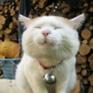 《PS5萌猫霸座，玩家热议：猫咪也能玩游戏的秘密？》