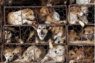 《惩罚者》疑似虐狗画面引网友愤怒，动保人士强烈抵制