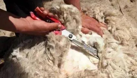 《帕鲁羊毛获取攻略：揭秘高效羊毛收集法》