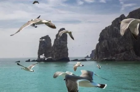 青岛姑娘买下日本小岛，传世之岛留给谁？