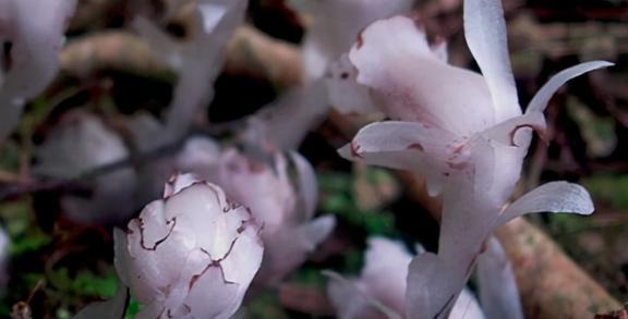 哀牢山惊现神秘“冥界之花”，一触即枯！揭秘奇花之谜