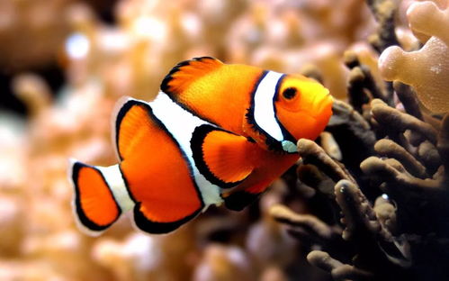 《匹诺曹的谎言》免费领！8月PS+港服会免大放送！