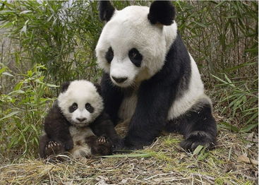 东云海写真新风尚：熊猫主题偶像美图大揭秘